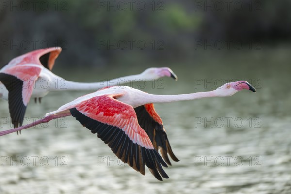 Greater Flamingo (Phoenicopterus roseus) starts flying from the water at sunset, Parc Naturel