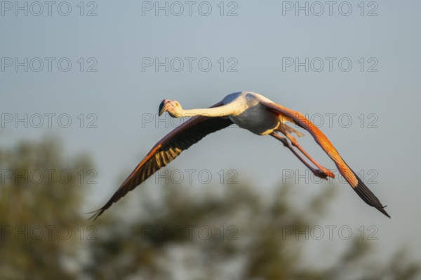 Greater Flamingo (Phoenicopterus roseus) flying in the sky at sunset, Parc Naturel Regional de