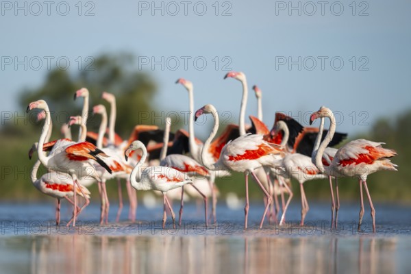Greater Flamingos (Phoenicopterus roseus) walking in the water while shaking there wings, Parc
