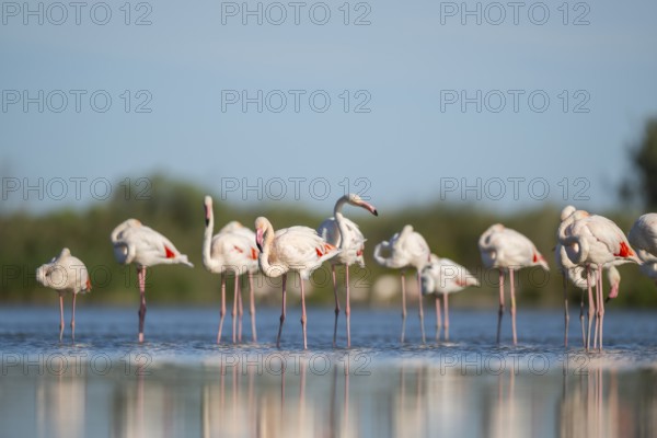 Greater Flamingos (Phoenicopterus roseus) standing in the water, Parc Naturel Regional de Camargue,