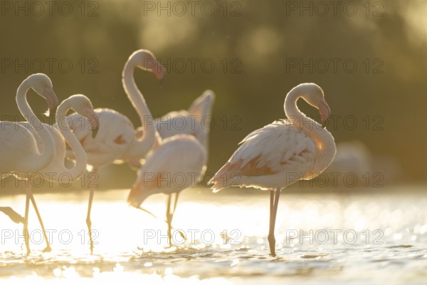 Greater Flamingo (Phoenicopterus roseus) standing in the water at sunset, Parc Naturel Regional de