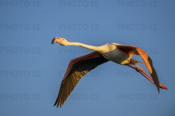 Greater Flamingo (Phoenicopterus roseus) flying in the sky at sunset, Parc Naturel Regional de