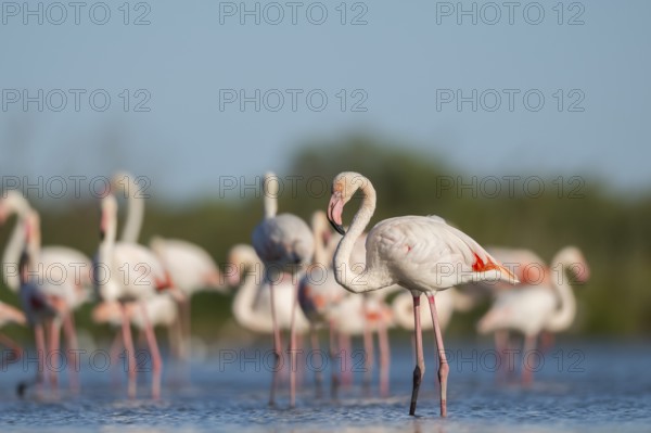 Greater Flamingos (Phoenicopterus roseus) standing in the water, Parc Naturel Regional de Camargue,