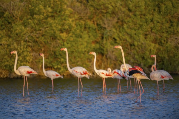 Greater Flamingo (Phoenicopterus roseus) standing in the water at sunset, Parc Naturel Regional de