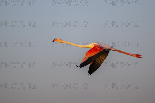 Greater Flamingo (Phoenicopterus roseus) flying in the sky at sunset, Parc Naturel Regional de