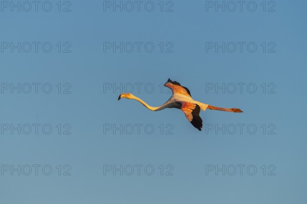 Greater Flamingo (Phoenicopterus roseus) flying in the sky at sunset, Parc Naturel Regional de