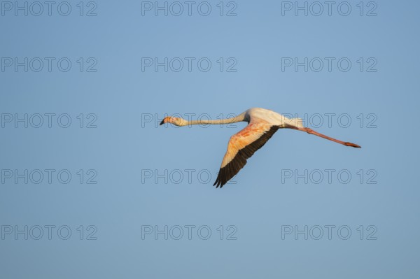 Greater Flamingo (Phoenicopterus roseus) flying in the sky, Parc Naturel Regional de Camargue,