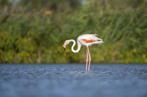 Greater Flamingo (Phoenicopterus roseus) standing in the water, Parc Naturel Regional de Camargue,