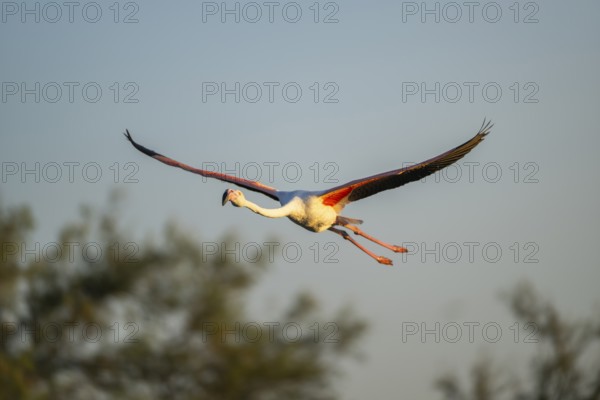Greater Flamingo (Phoenicopterus roseus) flying in the sky at sunset, Parc Naturel Regional de