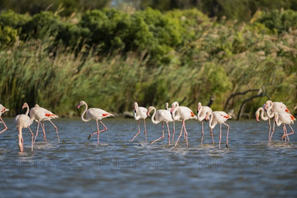 Greater Flamingos (Phoenicopterus roseus) walking in the water, Parc Naturel Regional de Camargue,