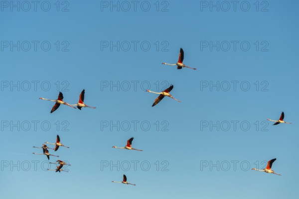 Greater Flamingo (Phoenicopterus roseus) flying in the sky, Parc Naturel Regional de Camargue,