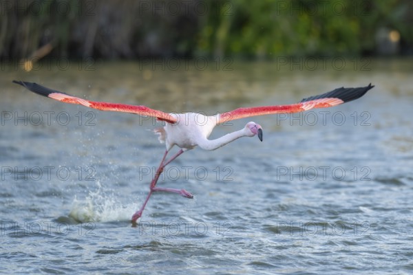Greater Flamingo (Phoenicopterus roseus) starts flying from the water at sunset, Parc Naturel