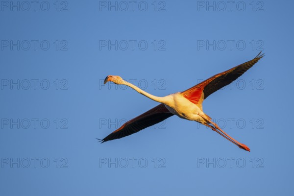 Greater Flamingo (Phoenicopterus roseus) flying in the sky at sunset, Parc Naturel Regional de