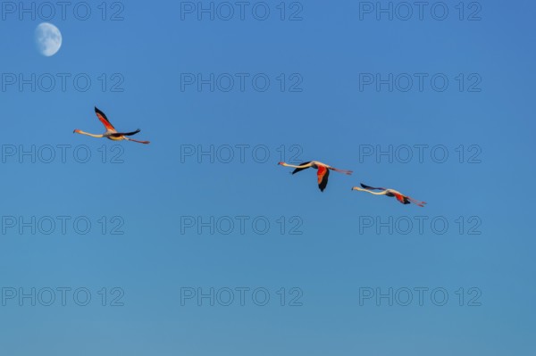 Greater Flamingo (Phoenicopterus roseus) flying in the sky with the moon in the background at