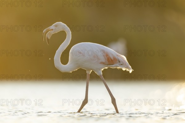 Greater Flamingo (Phoenicopterus roseus) walking in the water at sunset, Parc Naturel Regional de