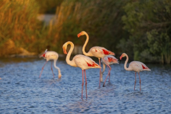 Greater Flamingo (Phoenicopterus roseus) standing in the water at sunset, Parc Naturel Regional de