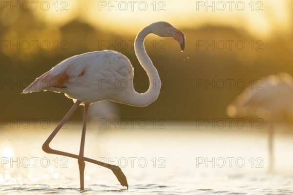 Greater Flamingo (Phoenicopterus roseus) walking in the water at sunset, Parc Naturel Regional de
