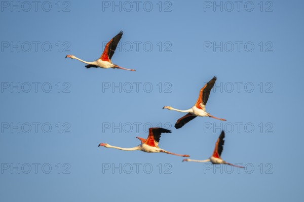 Greater Flamingo (Phoenicopterus roseus) flying in the sky, Parc Naturel Regional de Camargue,