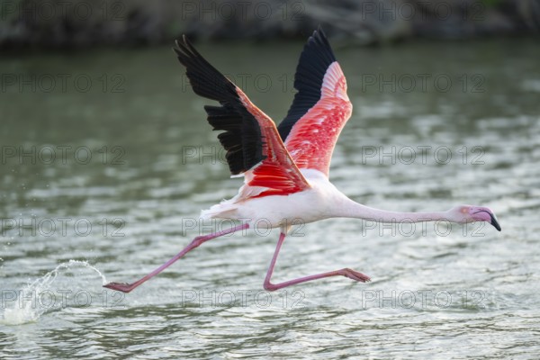 Greater Flamingo (Phoenicopterus roseus) starts flying from the water at sunset, Parc Naturel