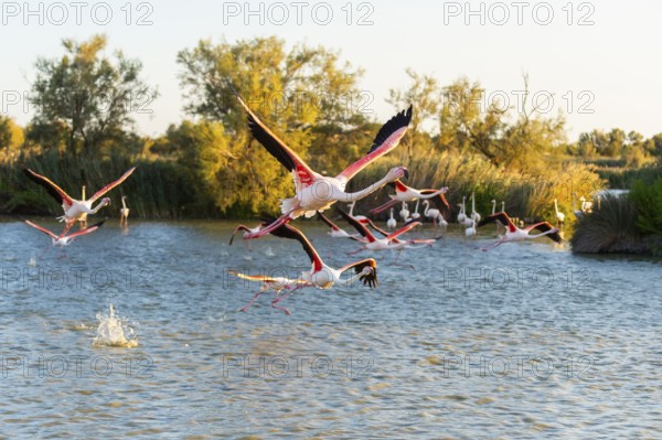 Greater Flamingo (Phoenicopterus roseus) starts flying from the water at sunset, Parc Naturel
