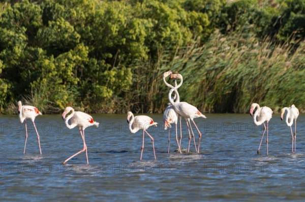 Greater Flamingos (Phoenicopterus roseus) arguing with each other, Parc Naturel Regional de