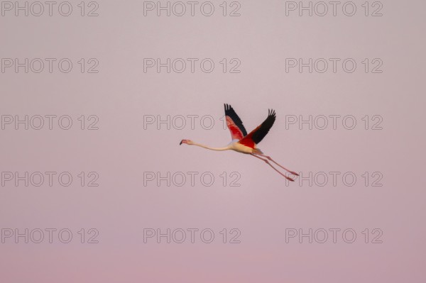Greater Flamingo (Phoenicopterus roseus) flying in the sky at sunset, Parc Naturel Regional de