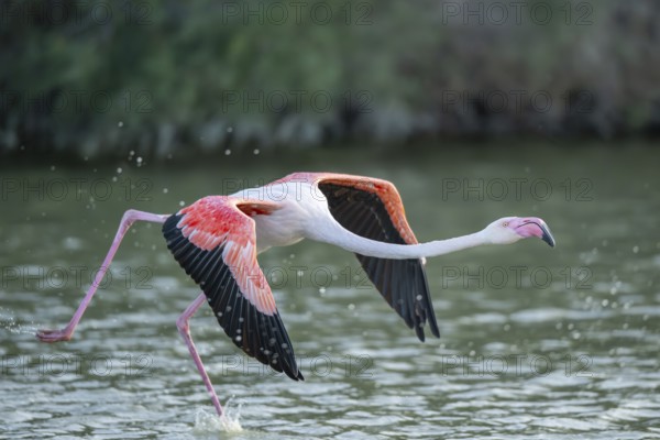 Greater Flamingo (Phoenicopterus roseus) starts flying from the water at sunset, Parc Naturel