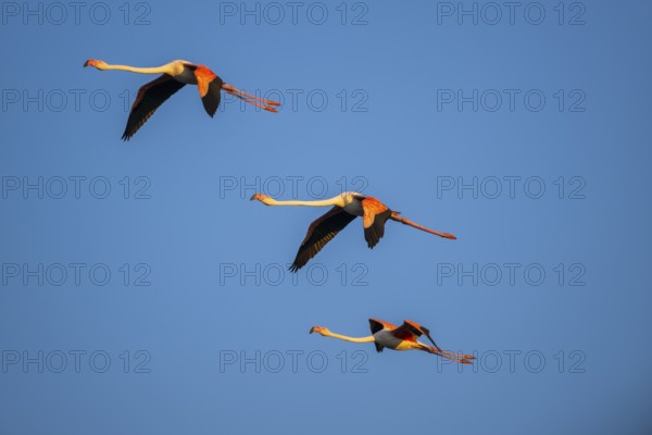 Greater Flamingo (Phoenicopterus roseus) flying in the sky at sunset, Parc Naturel Regional de
