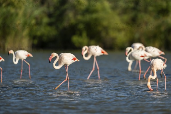 Greater Flamingos (Phoenicopterus roseus) walking in the water, Parc Naturel Regional de Camargue,