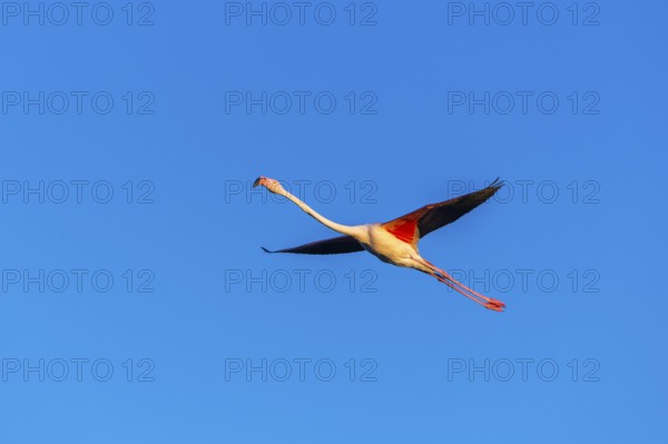Greater Flamingo (Phoenicopterus roseus) flying in the sky at sunset, Parc Naturel Regional de