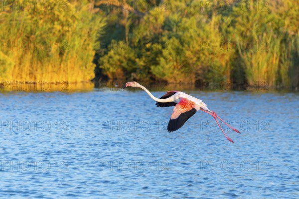 Greater Flamingo (Phoenicopterus roseus) landing in the water at sunset, Parc Naturel Regional de
