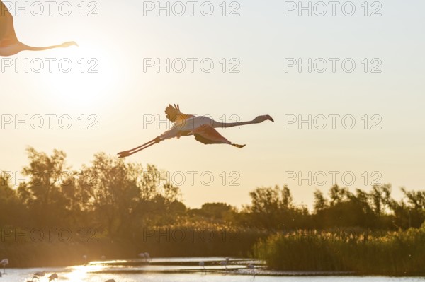 Greater Flamingo (Phoenicopterus roseus) flying in the sky, Parc Naturel Regional de Camargue,