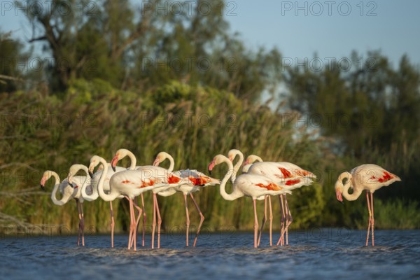 Greater Flamingos (Phoenicopterus roseus) standing in the water, Parc Naturel Regional de Camargue,