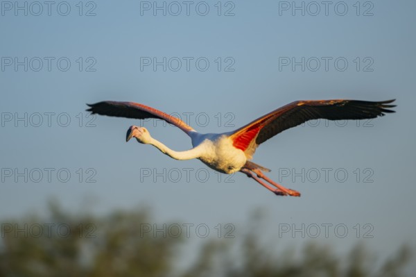 Greater Flamingo (Phoenicopterus roseus) flying in the sky at sunset, Parc Naturel Regional de