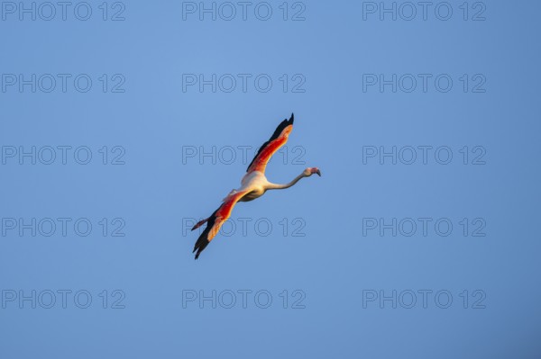 Greater Flamingo (Phoenicopterus roseus) flying in the sky at sunset, Parc Naturel Regional de