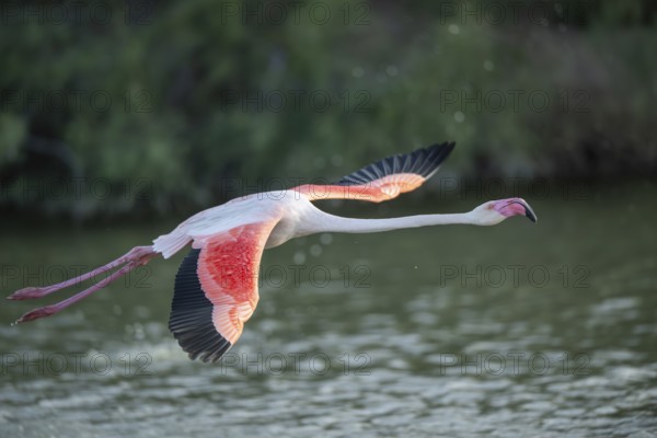 Greater Flamingo (Phoenicopterus roseus) starts flying from the water at sunset, Parc Naturel