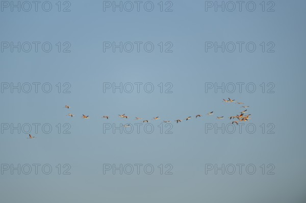 Greater Flamingo (Phoenicopterus roseus) flying in the sky at sunset, Parc Naturel Regional de