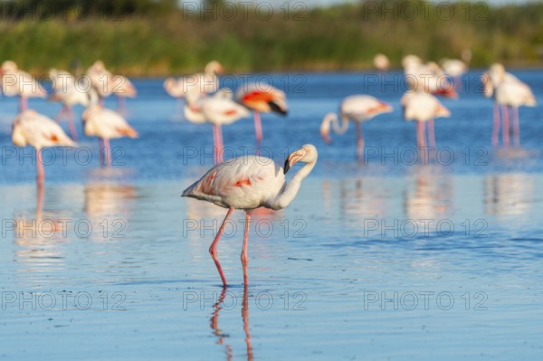 Greater Flamingo (Phoenicopterus roseus) standing in the water, Parc Naturel Regional de Camargue,