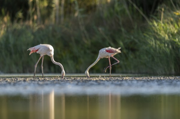 Greater Flamingo (Phoenicopterus roseus) standing in the water, Parc Naturel Regional de Camargue,