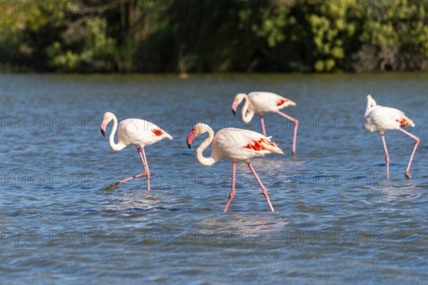 Greater Flamingos (Phoenicopterus roseus) walking in the water, Parc Naturel Regional de Camargue,