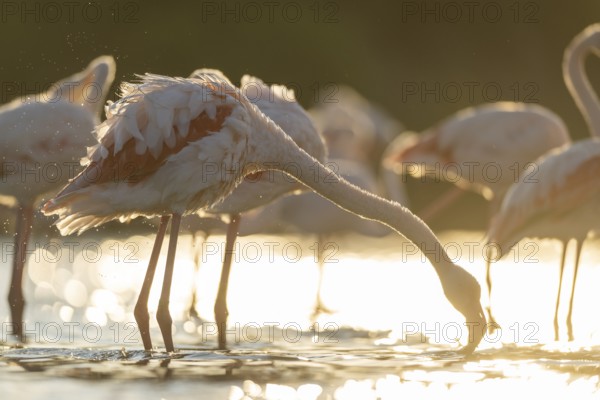Greater Flamingo (Phoenicopterus roseus) standing in the water cleaning its feathers at sunset,