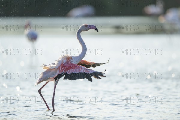 Greater Flamingo (Phoenicopterus roseus) shaking its wings, Parc Naturel Regional de Camargue,