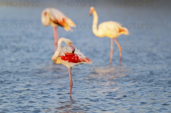 Greater Flamingo (Phoenicopterus roseus) standing in the water at sunset, Parc Naturel Regional de