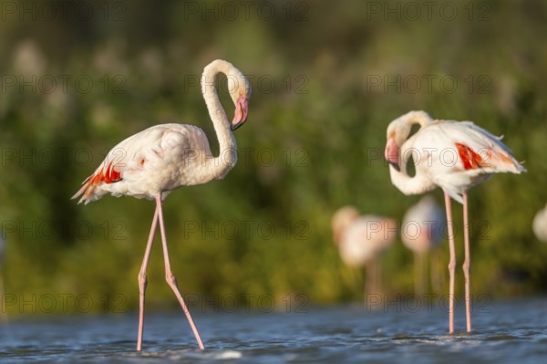 Greater Flamingos (Phoenicopterus roseus) walking in the water, Parc Naturel Regional de Camargue,