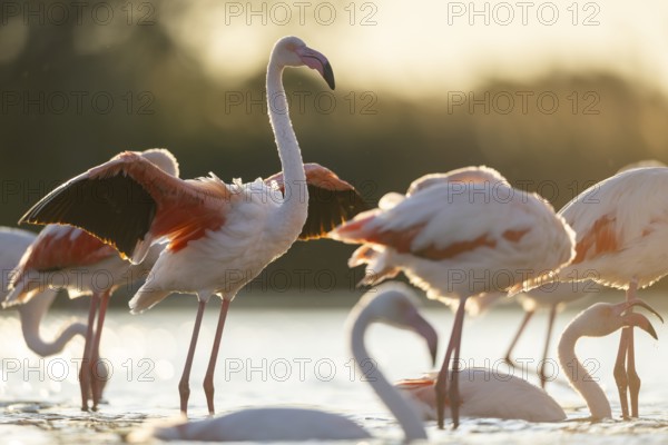 Greater Flamingo (Phoenicopterus roseus) standing in the water cleaning its feathers at sunset,