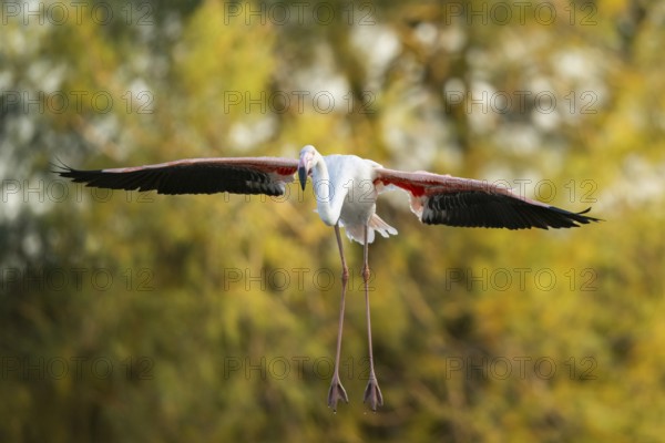 Greater Flamingo (Phoenicopterus roseus) landing in the water at sunset, Parc Naturel Regional de