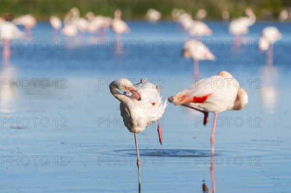 Greater Flamingo (Phoenicopterus roseus) standing in the water, Parc Naturel Regional de Camargue,