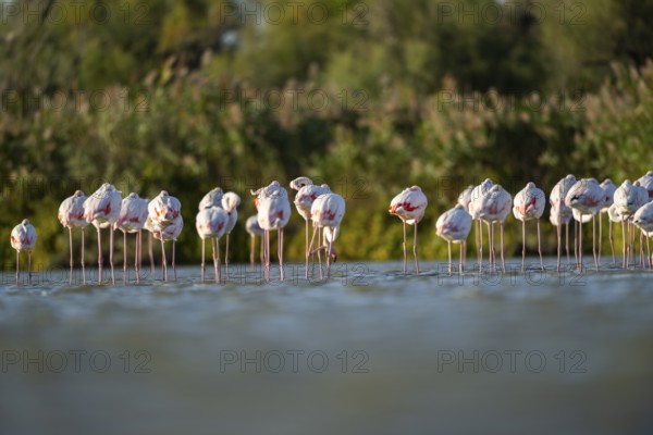 Greater Flamingos (Phoenicopterus roseus) standing in the water, Parc Naturel Regional de Camargue,