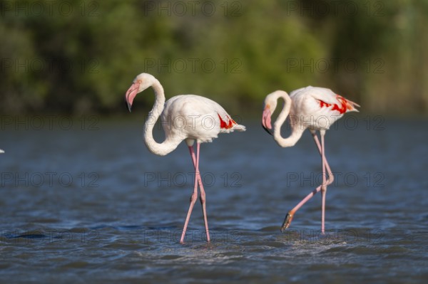 Greater Flamingos (Phoenicopterus roseus) walking in the water, Parc Naturel Regional de Camargue,
