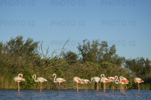 Greater Flamingos (Phoenicopterus roseus) standing in the water, Parc Naturel Regional de Camargue,